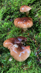 Gomphidius subroseus