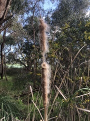 Typha orientalis