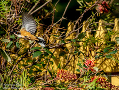 Acanthorhynchus tenuirostris