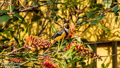 Acanthorhynchus tenuirostris