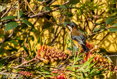 Acanthorhynchus tenuirostris