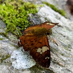 Pseudocoladenia dan