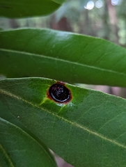 Exobasidium vaccinii