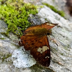 Pseudocoladenia dan
