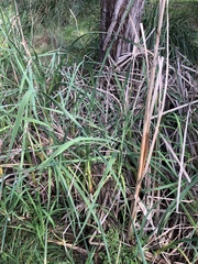 Typha orientalis