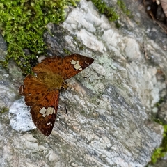 Pseudocoladenia dan