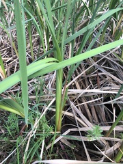 Typha orientalis