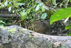 Thylogale stigmatica