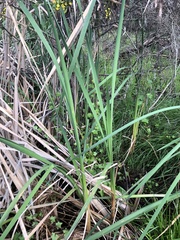 Typha orientalis