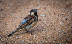 Passer domesticus