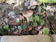 Hydrocotyle sibthorpioides