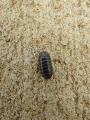 Oniscidea