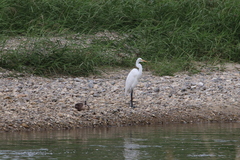 Ardea alba