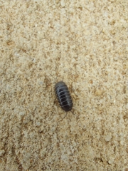 Oniscidea