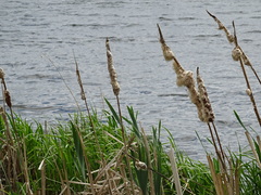 Typha incana