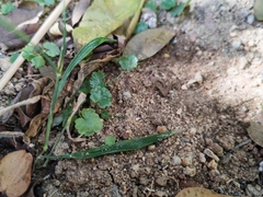Hydrocotyle sibthorpioides