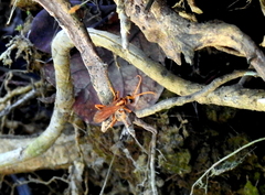 Pompilidae