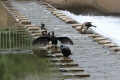 Phalacrocorax carbo