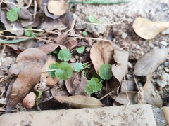Hydrocotyle sibthorpioides