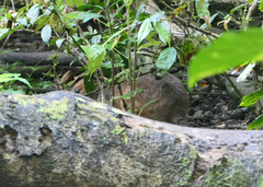 Thylogale stigmatica