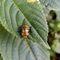 Meristata spilota