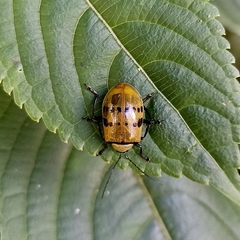 Meristata spilota