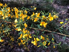 Pultenaea euchila