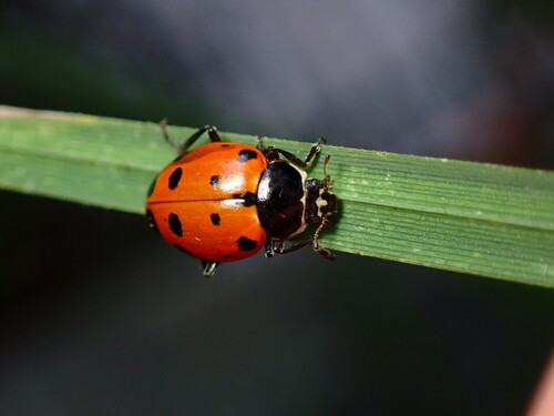American Five-spotted Lady Beetle photo 5