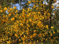 Pultenaea euchila