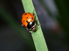 Hippodamia quinquesignata