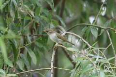 Phylloscopus borealis