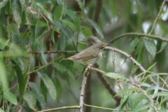 Phylloscopus borealis