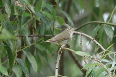 Phylloscopus borealis