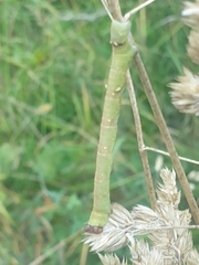 Biston betularia