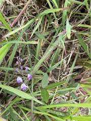 Glycine tabacina