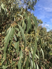 Eucalyptus viminalis