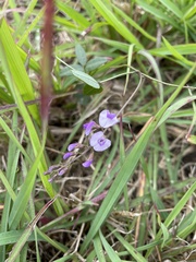 Glycine tabacina