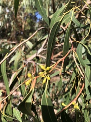 Eucalyptus viminalis