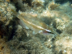 Symphodus ocellatus