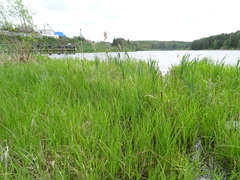 Carex acuta