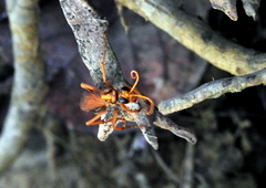 Pompilidae
