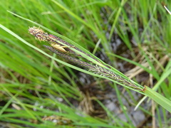 Carex acuta