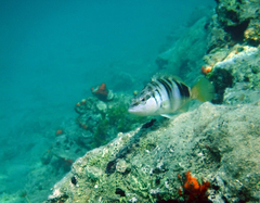 Serranus scriba