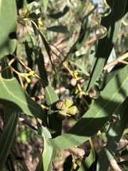 Eucalyptus viminalis