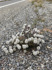 Lobularia maritima
