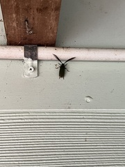 Rhipidocerus australasiae
