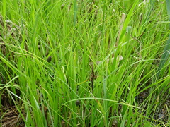 Carex acuta