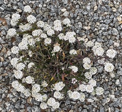 Lobularia maritima