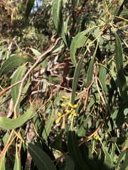 Eucalyptus viminalis