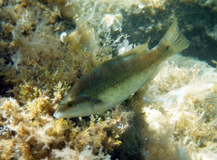 Symphodus tinca